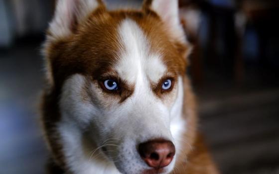The author's Siberian husky, Rahner, is named for the Jesuit theologian Fr. Karl Rahner. (Courtesy of Daniel P. Horan)