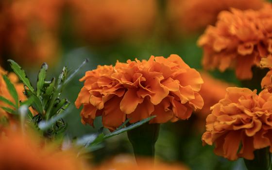 Orange marigolds (Unsplash/Daniel Fikri)
