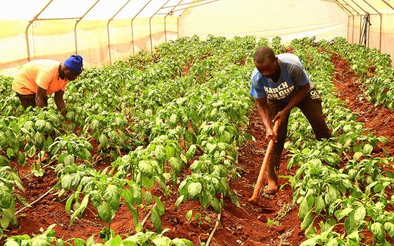 John Selemeni, left, and Stephen Ikuytwa tend to a crop of capsicum in a greenhouse managed by Sr. Christine Kagunye of the Assumption Sisters in Thika, a town on the outskirts of Nairobi. (Gitonga Njeru)