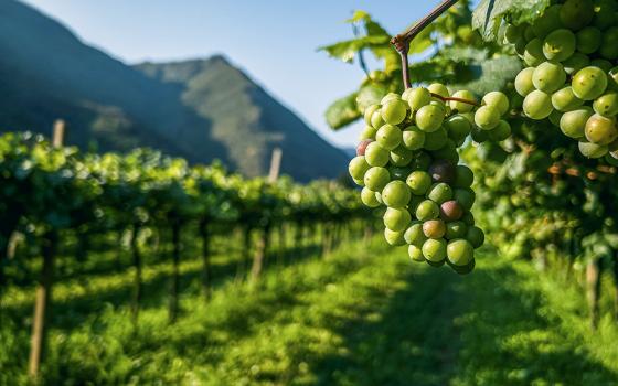 Vineyard (Unsplash/Matthew)