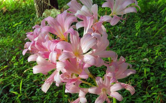 Lilies are pictured in a green outdoor setting. (Pixabay/Mike Goad)