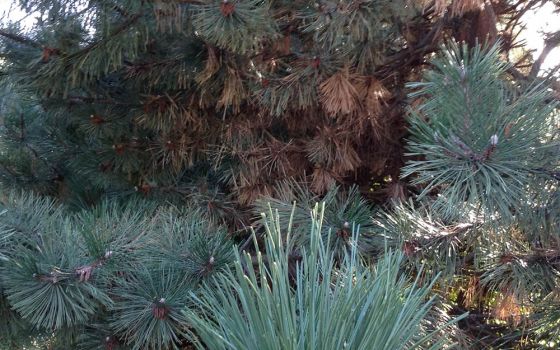 Pictured is the first sign that the Austrian pines along the back of the lot were diseased and would have to be cut down. (Provided photo)