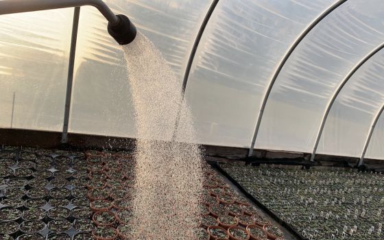 Sprinkler spraying water on flats of seedling plants
