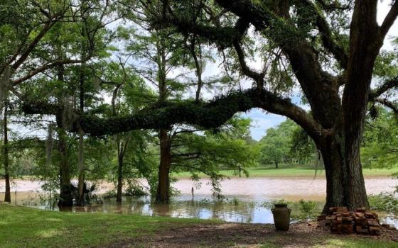 The loss of an oak tree like this one in her backyard in Louisiana made Eucharistic Covenant Sr. Celeste Larroque think about the how the death of a tree leaves behind the potential for new growth. (Celeste Larroque)