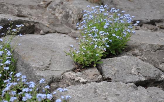 small blue flowers on plants growing out of scattered rocks