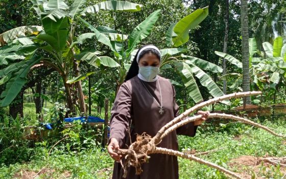 Sr. Jofi Joseph shows the roots of a cassava plant in the Congregation of the Mother of Carmel's garden in Muthukadu, Kerala, India, that had been eaten by wild boars. (Courtesy of Jofi Joseph)