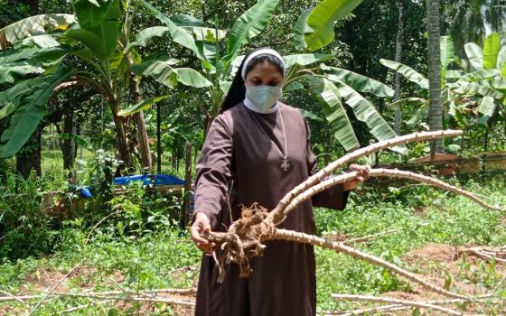 Sr. Jofi Joseph shows the roots of a cassava plant in the Congregation of the Mother of Carmel's garden in Muthukadu, Kerala, India, that had been eaten by wild boars. (Courtesy of Jofi Joseph)