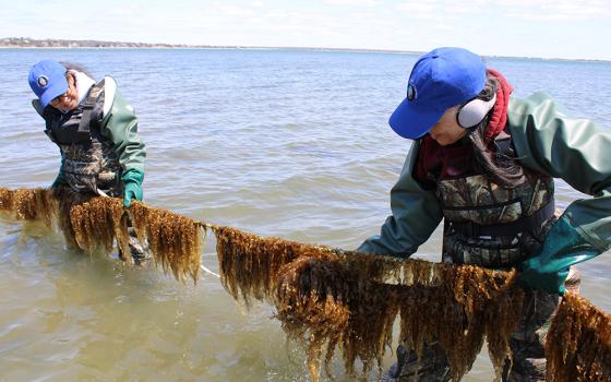 Shinnecock kelp farmers Donna Collins-Smith, right, and Danielle Hopson Begun check a line of sugar kelp being grown in Shinnecock Bay on eastern Long Island. (GSR photo/Chris Herlinger)