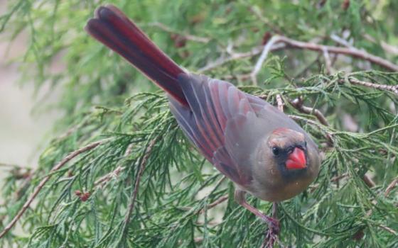 The cardinal that kept banging into the author's window (Mary Navarre)