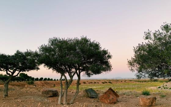 My view of the sunset on a walk in my neighborhood (Celine Reinoso)