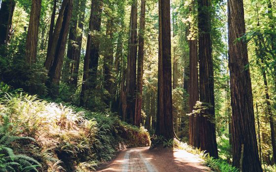 Redwood trees in Northern California (Unsplash/Creative Commons/Dan Meyers)