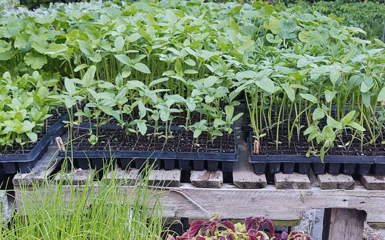 Seedlings are grown to be planted in the fields for the Three Sisters Garden Project, whose mission is to make locally grown food available to all. (Eileen Burns)