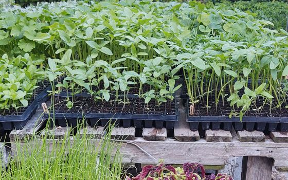 Seedlings are grown to be planted in the fields for the Three Sisters Garden Project, whose mission is to make locally grown food available to all. (Eileen Burns)