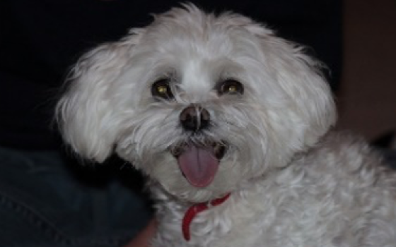 Chloe, the beloved pet Maltipoo of Judy Principe (Courtesy of Judy Principe)