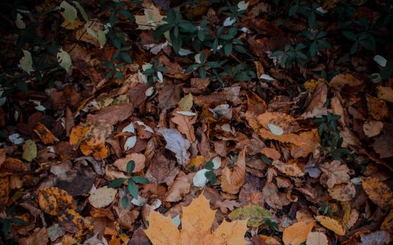 Fallen leaves (Unsplash/Igor Lypnytskyi)
