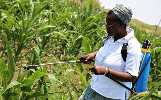 Sr. Christine Singini sprays organic pesticide on maize crops of the Daughters of the Redeemer's organic farm outside Chilanga town in Zambia. The sisters make organic pesticides to fight common pests, such as cutworms and aphids. (GSR/Doreen Ajiambo)