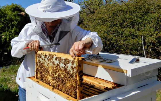 Sr. Barbara Hagel pulls a frame out of an active hive. (Melanie Lidman)