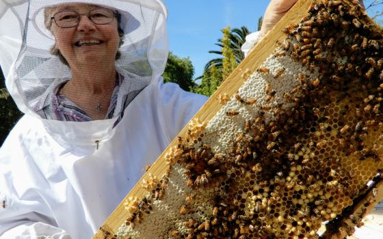 Sr. Barbara Hagel with a frame from one of her hives on the property of the Dominican Sisters of Mission San Jose in Fremont, California. All of the bees in a hive are related to the queen, making all of the worker bees sisters. (Melanie Lidman)