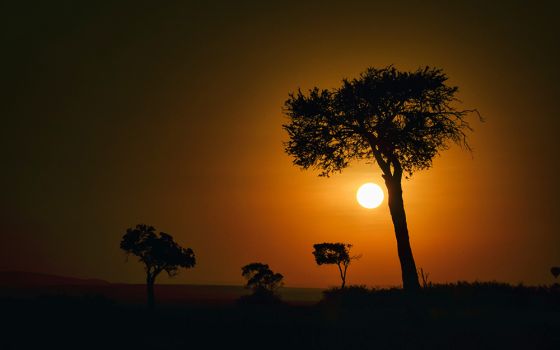 Sun silhouettes trees in Kenya (Unsplash/Bibhash Banerjee)
