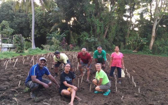 The Fiji Catholic group poses amid a field of tapioca roots they just planted on land in Cook Islands given by Sr. Elizabeth Browne-Russell's sister for growing food for the community. They put sweet potatoes in on the other side of the plot. (Elizabeth B