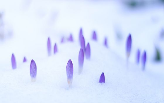 Flower buds in the snow (Unsplash/Johannes Plenio)