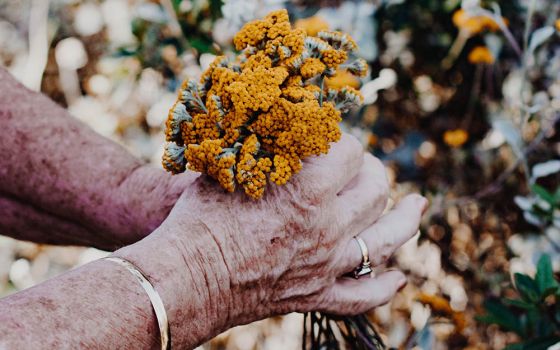 Elderly hands holding flowers (Unsplash/Sincerely Media)