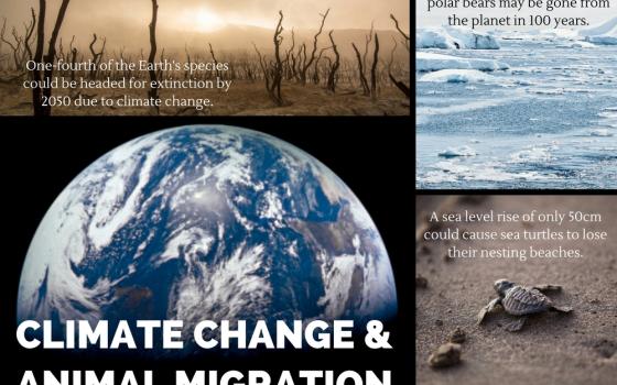 Climate change could mean extinction for many animals | Global Sisters ...