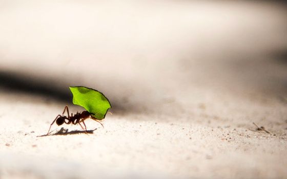 Leaf-cutter ant (Unsplash/Vlad Tchompalov)