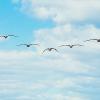 Birds fly a v formation in a photo used in place of an author's headshot (Photo by Natalie Parham via Unsplash)