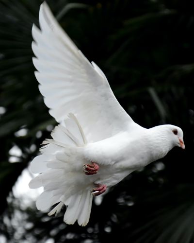 A white dove in flight