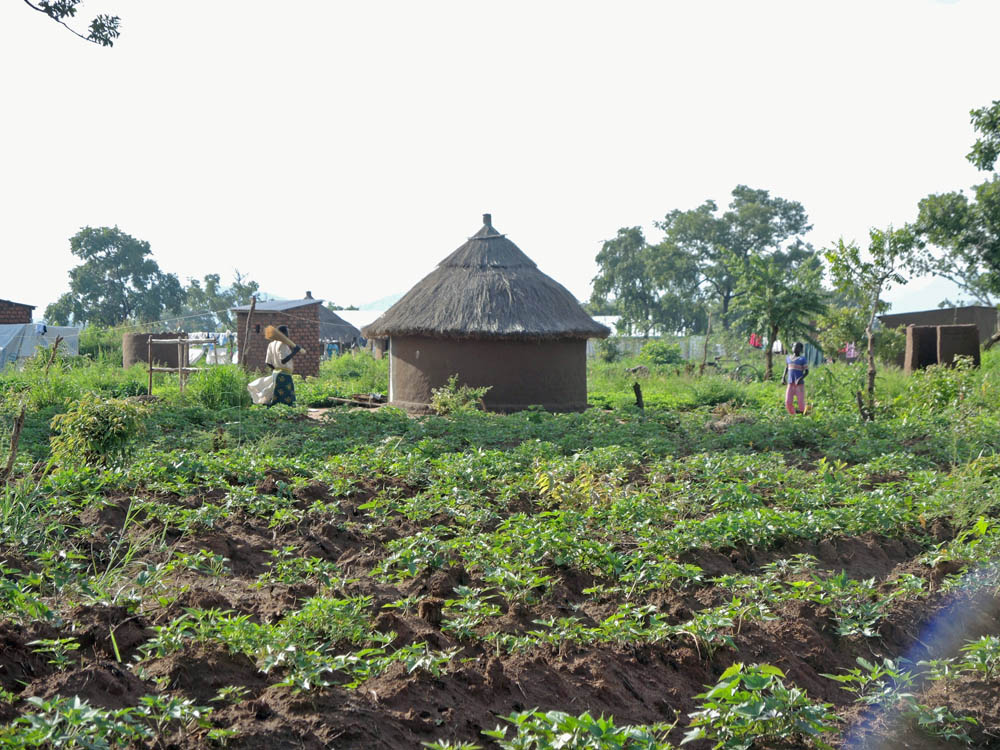 Each refugee family in Uganda's settlements receives a 30-meter-by-30-meter (1076-square-yard) plot of land to build their house and start growing their own vegetables.