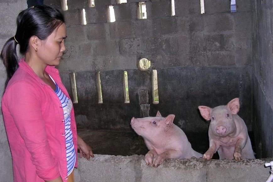 A Vietnamese farmer tends two pigs given to her by sisters.