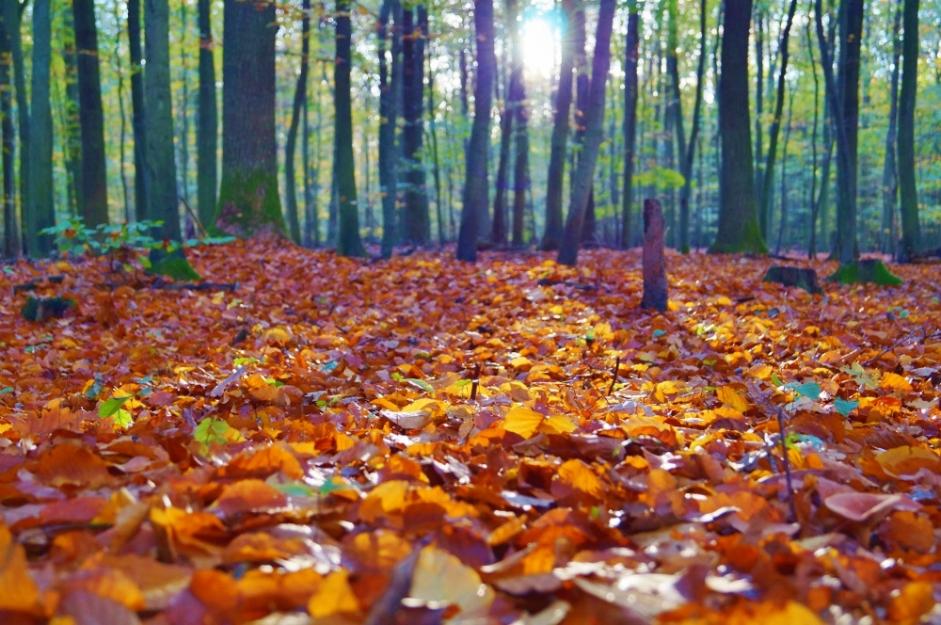 Fall leaves rest on a forest floor.