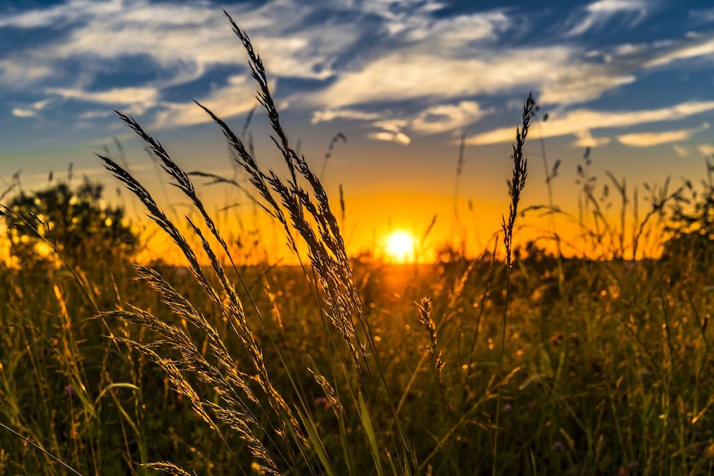 Wheat sunset (Pixabay/FelixMittermeier)